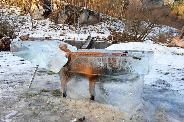 Fuchs im Eisblock: Jger findet tiefgefrorenes Tier in der Donau