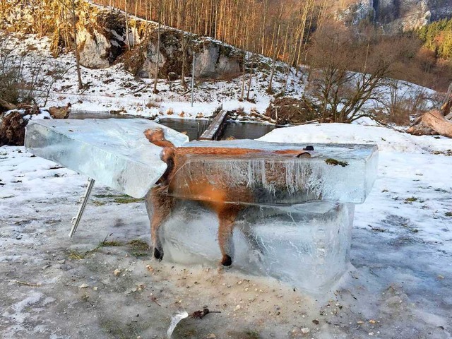 Fuchs on (and in) Ice  | Foto: dpa