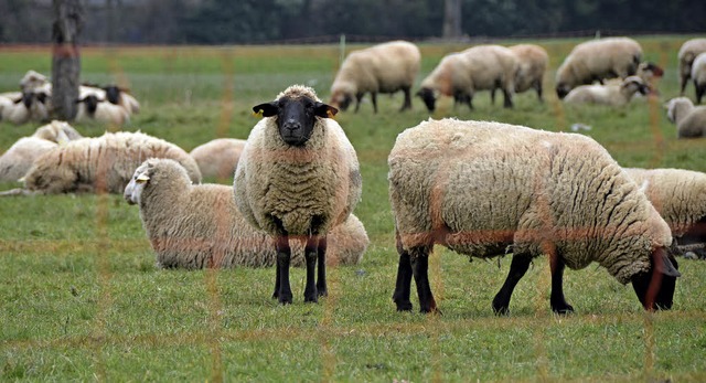 Gerade mal noch 68 Betriebe im Landkre...ch halten Schafe, hier bei Nollingen.   | Foto: Peter Gerigk