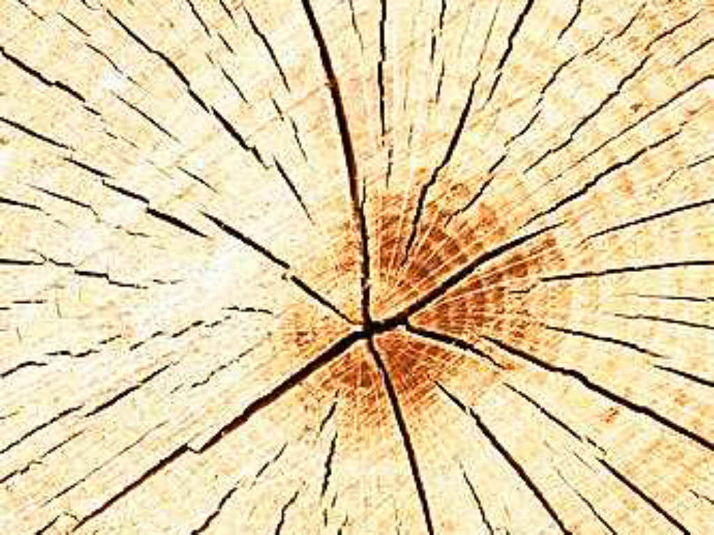 Südbadisches Holz reist bis nach Japan - Südwest - Badische Zeitung