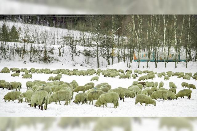 Auf Tiefkhl-Futtersuche