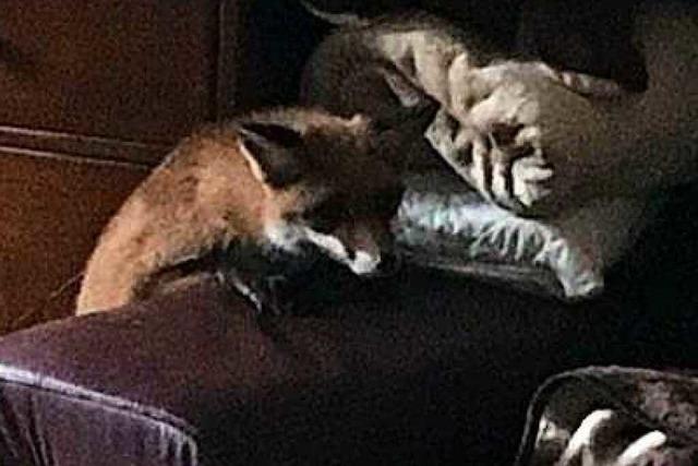 Polizei befreit Fuchs aus Wohnzimmer in Merzhausen