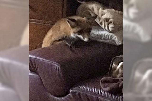 Ein Fuchs liegt auf der Couch