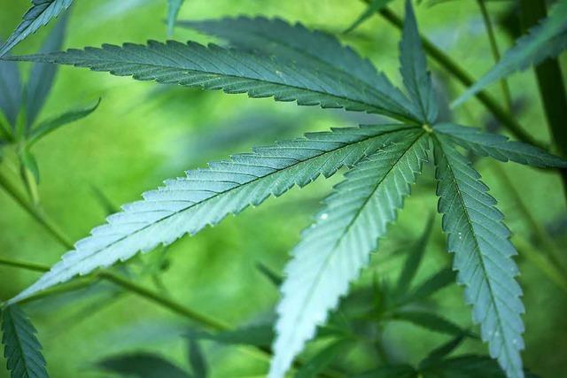 Bundestag beschließt einstimmig Freigabe von Cannabis auf Rezept