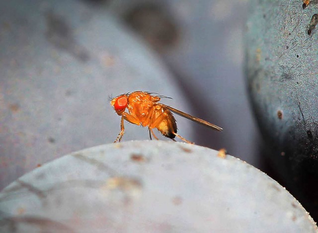 Die  Kirschessigfliege wird von Obstbauern und Winzern gefrchtet.  | Foto: dpa