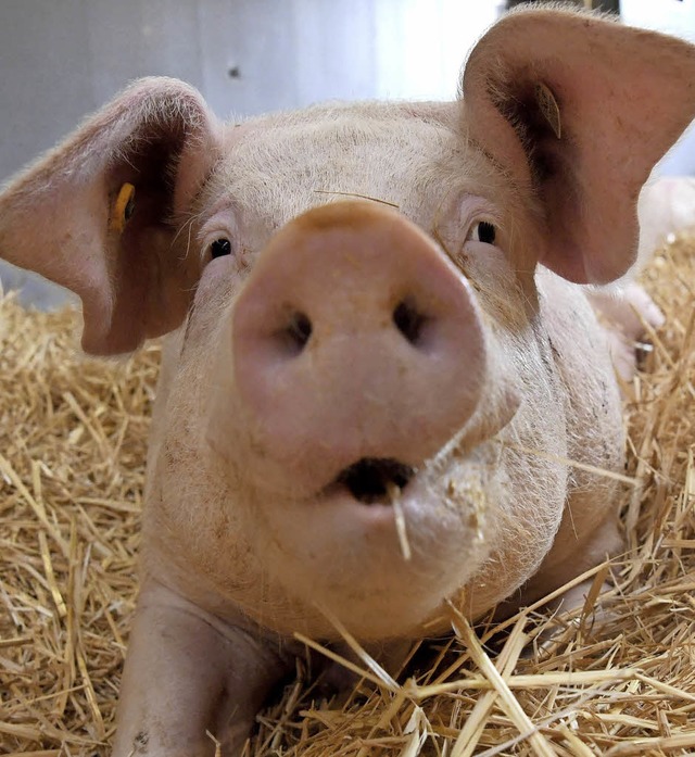 Ob fr dieses Schwein auf der Grnen W...ein Tierwohl-Label gerechtfertigt ist?  | Foto: dpa