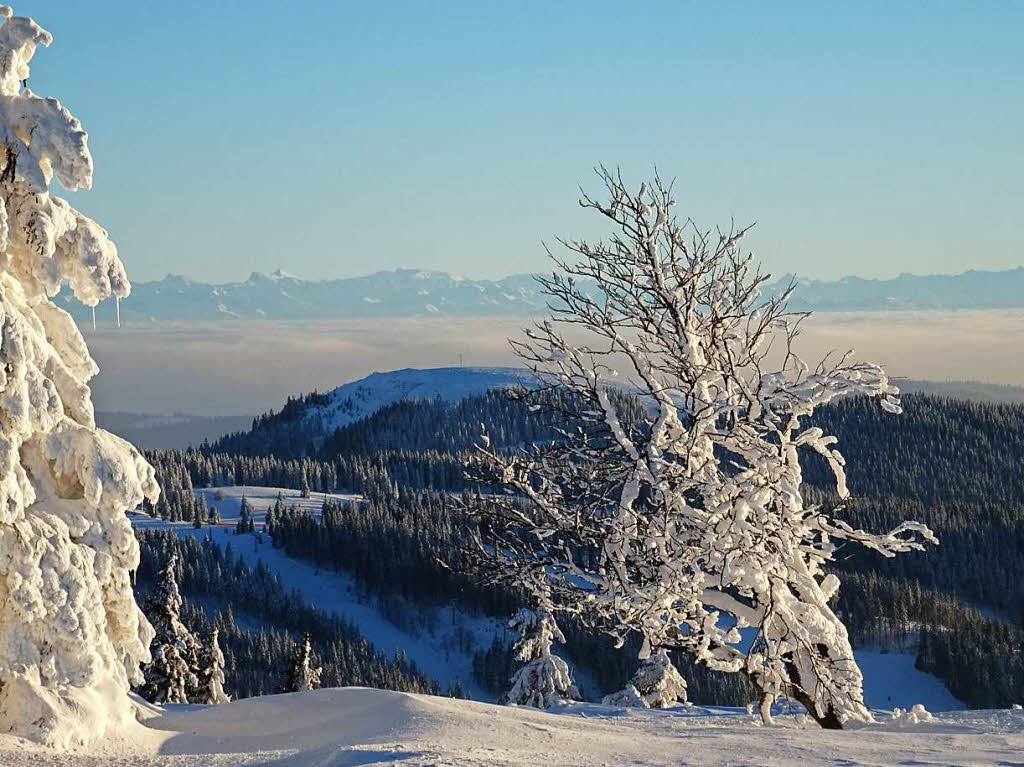 Winterzauber im Schwarzwald: der verschneite Feldberg.