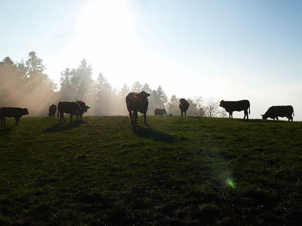 Motiv 6 (November): Rinder grasen  auf dem Glasig in Freiamt.