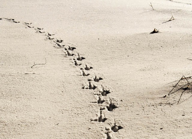 Spannende Sache: den Wildtieren auf der Spur   | Foto: nationalparkzentrum