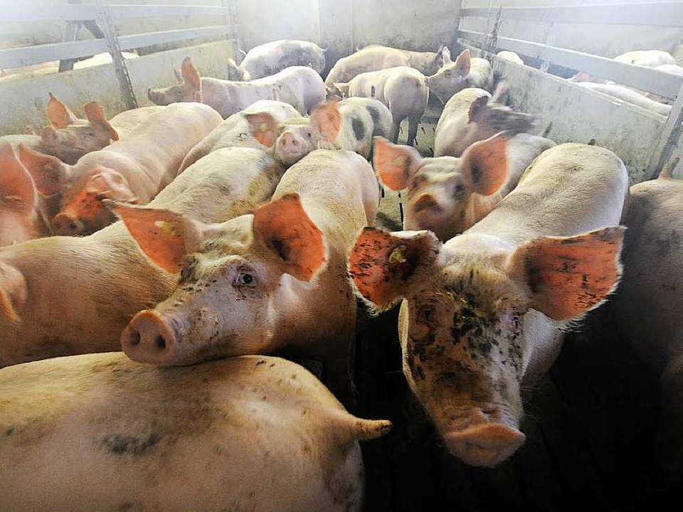 Ein Schweineleben? Die richtige Haltun...Nutztieren ist ein umstrittenes Thema.  | Foto: Carsten Rehder