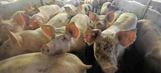 Ein Schweineleben? Die richtige Haltun...Nutztieren ist ein umstrittenes Thema.  | Foto: dpa