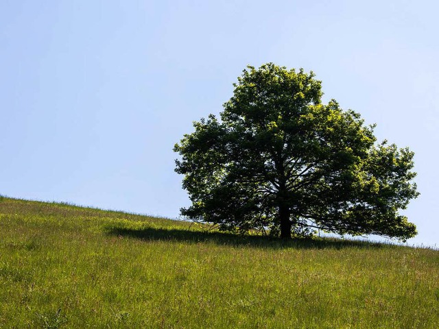 Andre Baummann: &#8222;Der Kaiserstuhl...llsten Naturrumen Deutschlands&#8220;  | Foto: Carlotta Huber