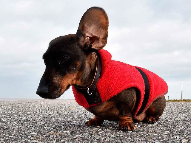 Dackel sind coole Hunde.  | Foto: Carmen Jaspersen / dpa