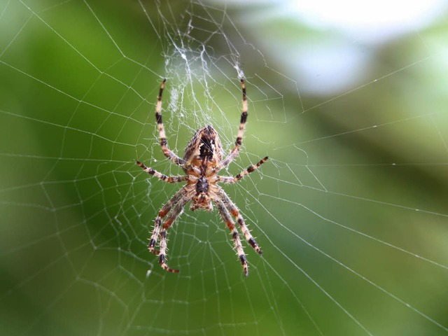 Eine Spinne sitzt in ihrem Netz. (Symbolbild)  | Foto: dpa