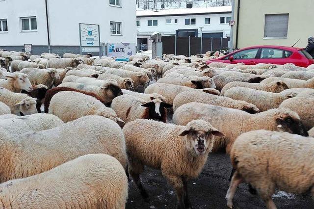 Schafinvasion in Littenweiler hinter der PH