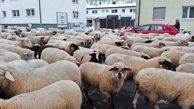 Eine Schafsherde ist am Dienstagmittag...en Kunzenweg in Littenweiler gelaufen.  | Foto: Rebecca Bauer