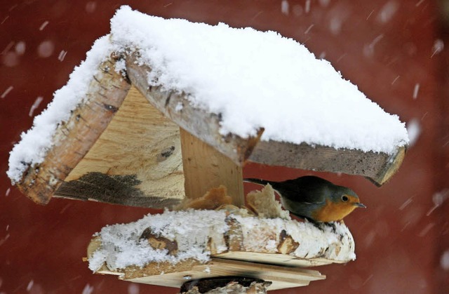 Ein Rotkehlchen allein in einem Vogelh...n rtseln noch ber dieses Phnomen.    | Foto: Carsten Rehder /dpa