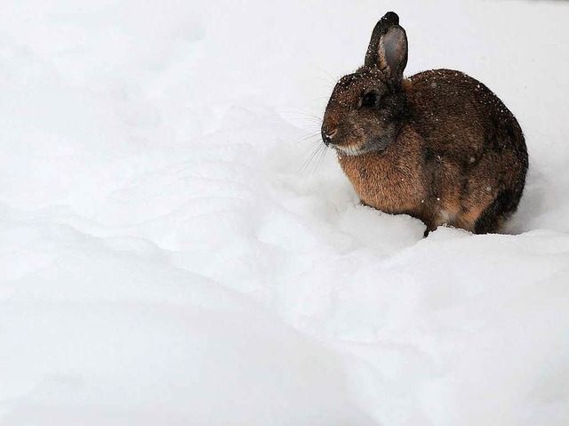 Dieses Kaninchen im Schnee ist noch putzmunter &#8211; zum Glck. (Symbolbild)  | Foto: dpa