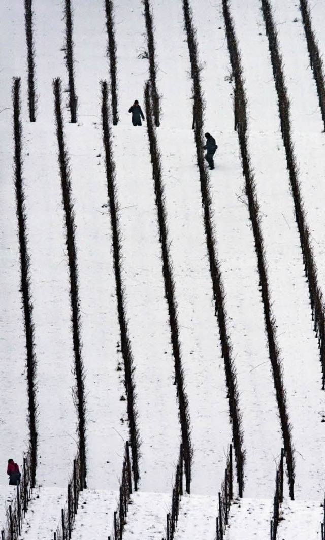 Zwei Mnner schneiden am Mittwoch bei Ebringen Reben.   | Foto: Seeger (dpa)