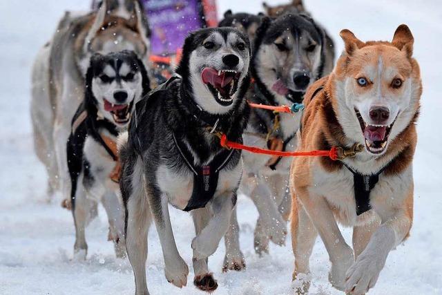 1000 Tiere starten beim Schlittenhunderennen am Wochenende