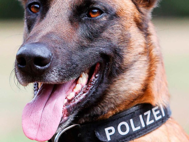 Der Rauschgiftsprhund wurde in Lrrach fndig (Symbolbild).  | Foto: dpa