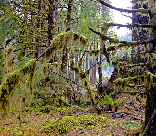 Forks im Nordwesten der USA  | Foto: Armin E. Mller