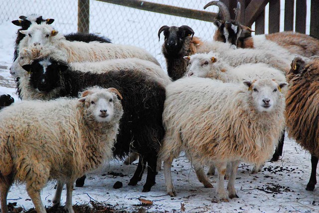 Mit Wolle gut gerstet gegen Klte  | Foto: Maja Tolsdorf