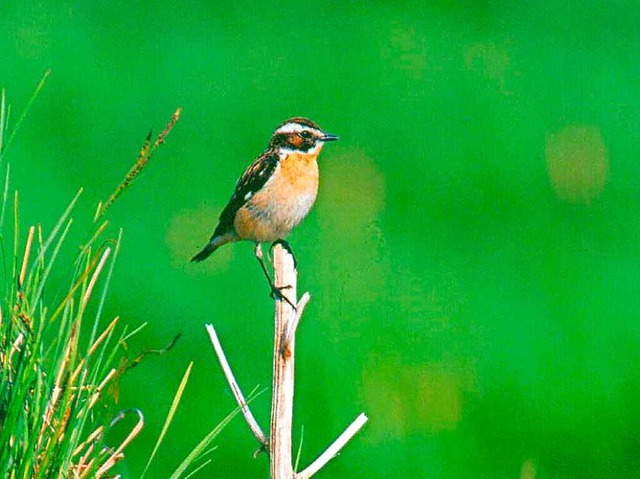 Ein seltenes Braunkehlchen  | Foto: Th. Kaiser