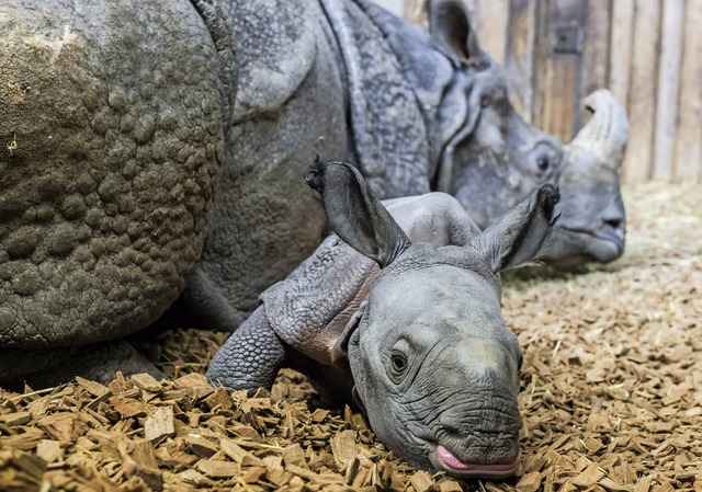 Abenteuer machen auch Orys mde.  | Foto: Torben Weber, Zoo Basel