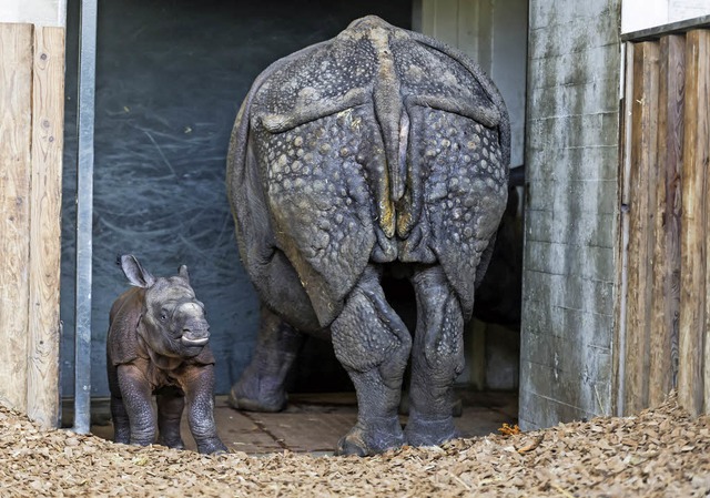 Orys neben Mama Quetta  | Foto: Torben Weber, Zoo Basel