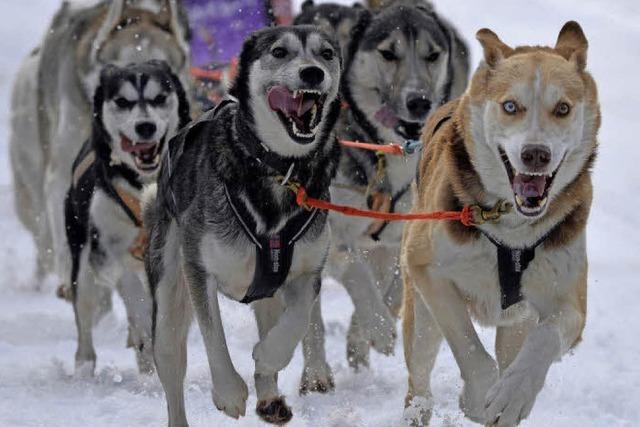 Internationales Schlittenhunderennen findet am Wochenende in Todtmoos statt