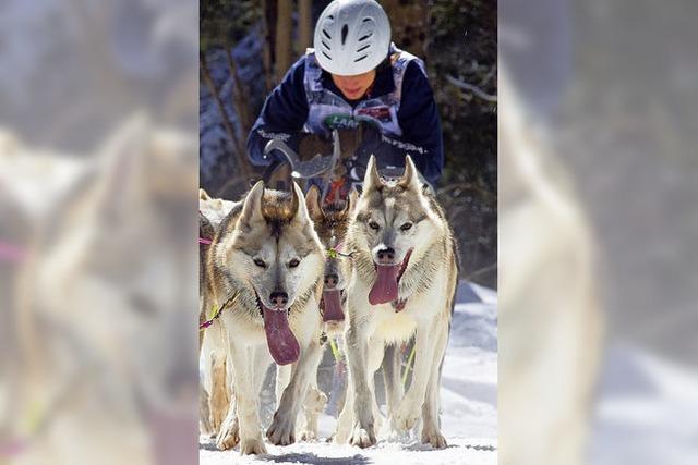 Tiere knnen Rennen kaum erwarten