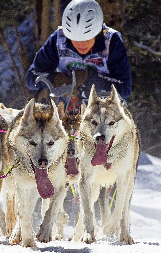 Start frei fr die Schlittenhunde in Todtmoos  | Foto: Wolfgang Scheu