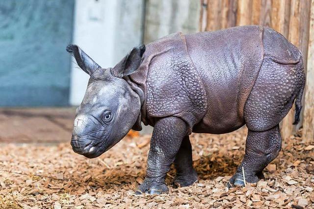 Fotos: So s ist das neue Nashornbaby im Basler Zoo