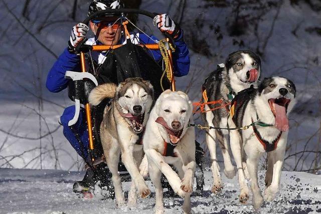 Fotos: Schlittenhunderennen in Todtmoos