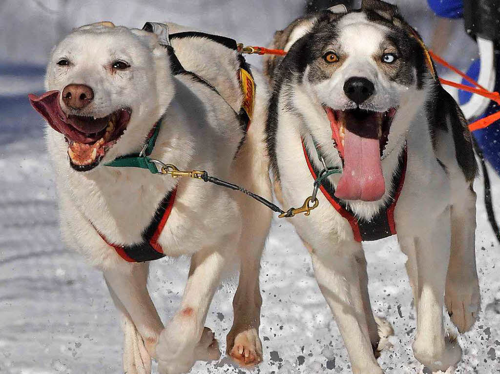 Beste Schneebedingungen, Traumwetter und schon am Samstag mehr Besucher als je zuvor bei den Deutschen Meisterschaften der Schlittenhunde in Todtmoos.
