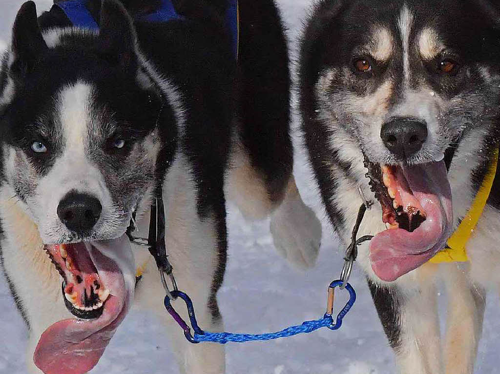 Beste Schneebedingungen, Traumwetter und schon am Samstag mehr Besucher als je zuvor bei den Deutschen Meisterschaften der Schlittenhunde in Todtmoos.
