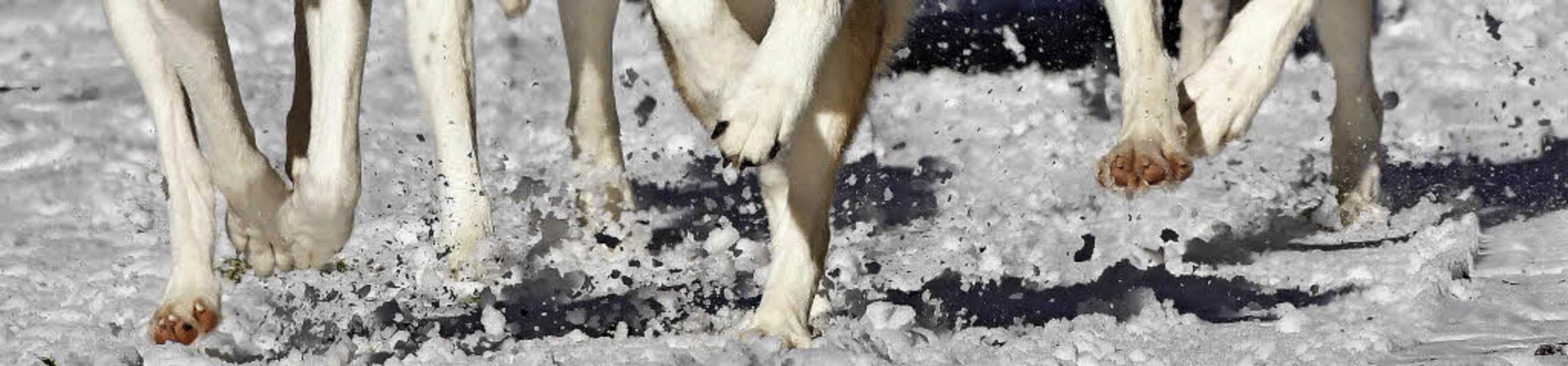 Leichtfüßig rannten die Huskys durch den Schnee.  | Foto: Wolfgang Scheu