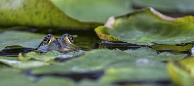 Gut getarnt hat sich der Frosch.  | Foto: Konrad Lenz