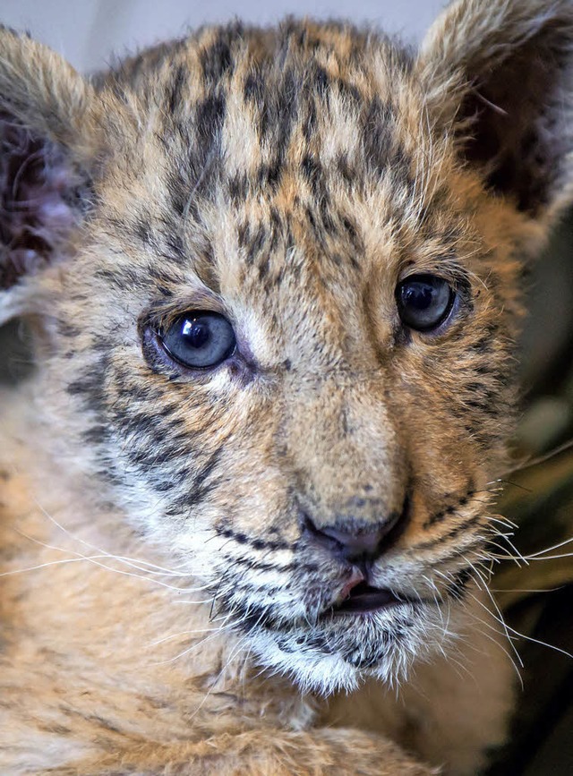 Halb Lwe, halb Tiger: Ein Liger   | Foto: dpa