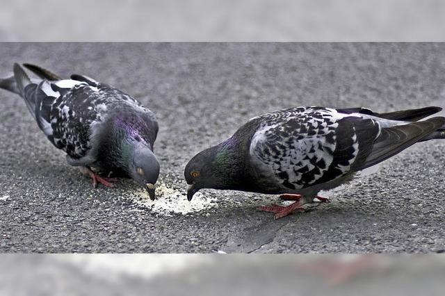 Tauben gefttert: Lrrach-Besucher muss vors Gericht