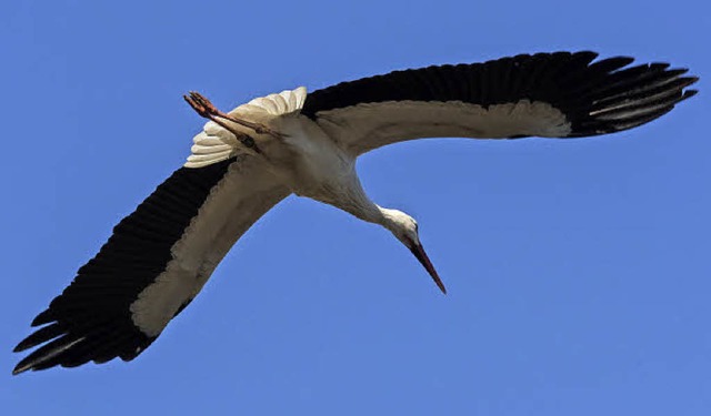 Zwei Meter Flgelspannweite hat ein ausgewachsener Storch.   | Foto: Zoo Basel