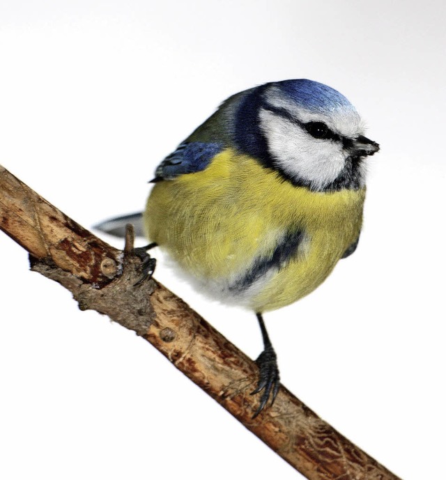 Die Zahl der Meisen &#8211; links eine...zwei im Vogelranking liegt die Amsel.   | Foto: Frank Derer (Nabu)