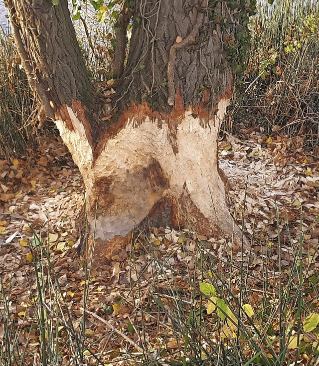 Der Biber ist am Rheinuferweg immer wieder ttig.   | Foto: Archivfoto: Held