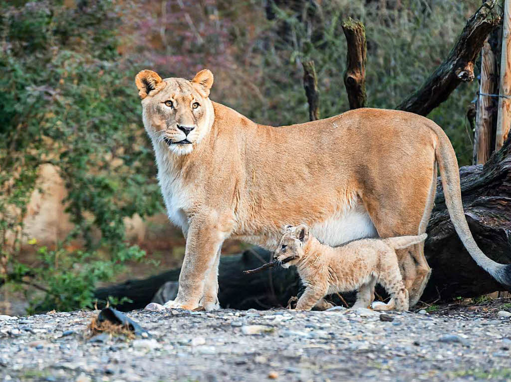 Die Welpen werden neben der Mutter Okoa auch von Vater Mbali und der zweiten Basler Lwin Uma betreut. Uma hat vergangene Woche ebenfalls ein Junges geboren, das jedoch nicht berlebte. Jetzt kmmert sie sich auch um Nyoma und Nikisha.