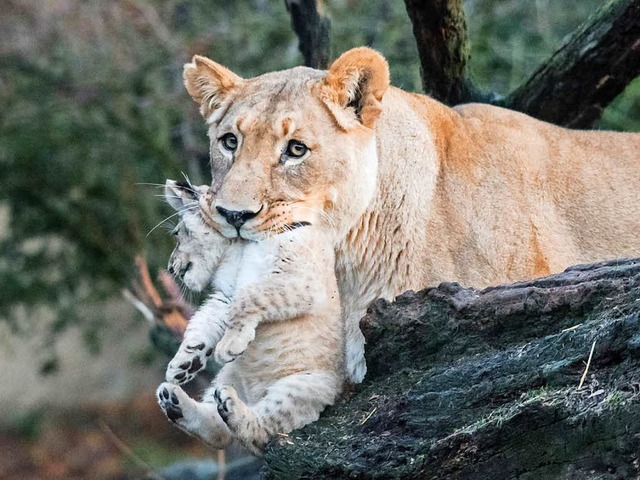 Die Lwenbabys haben sich erstmals ins... Lwin Uma haben natrlich aufgepasst.  | Foto: Zoo Basel (Torben Weber)