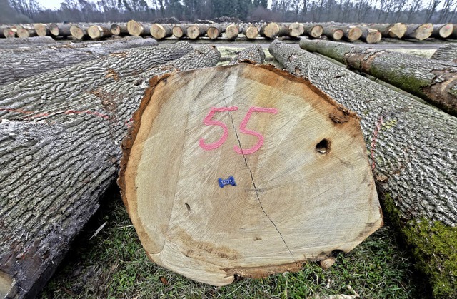 Die groe Nachfrage und die berdurchs...r Holzauktion in Staufen in die Hhe.   | Foto: Symbolfoto: dpa