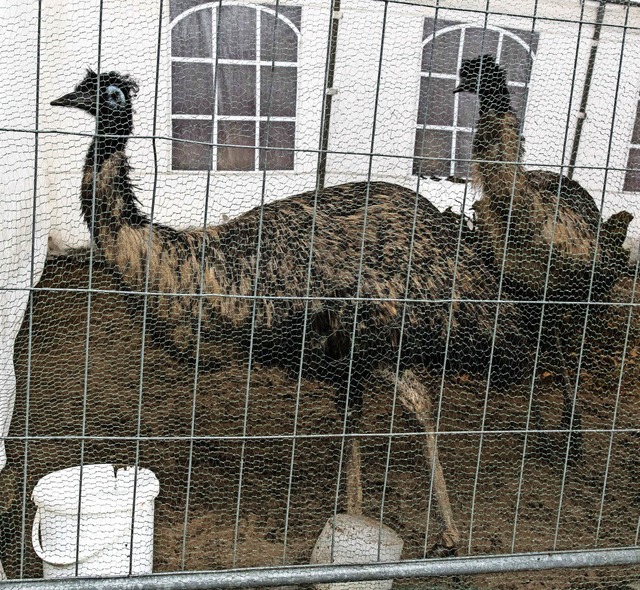 Die beiden Emus wurden zum Schutz vor ...ippeviren in einem Zelt untergebracht.  | Foto: Fotos: Gabriele Zahn