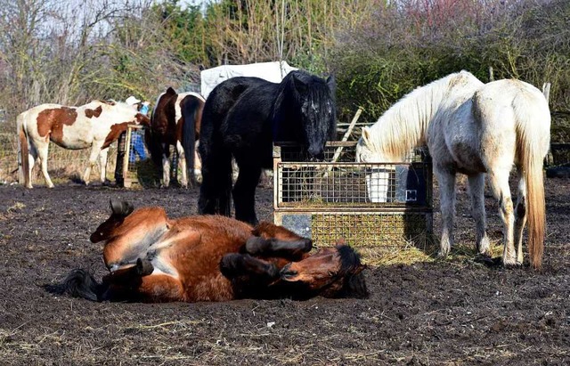 Das macht Spa: Auf der Koppel wlzen sich Pferde im Schlamm.  | Foto: Thomas Kunz