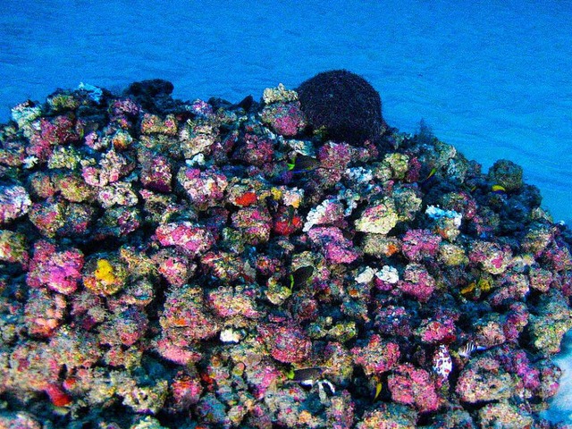 Erste Bilder zeigen eine farbenfrohe Unterwasserwelt.   | Foto: DPA